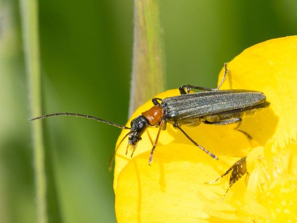Oedemera croceicollis